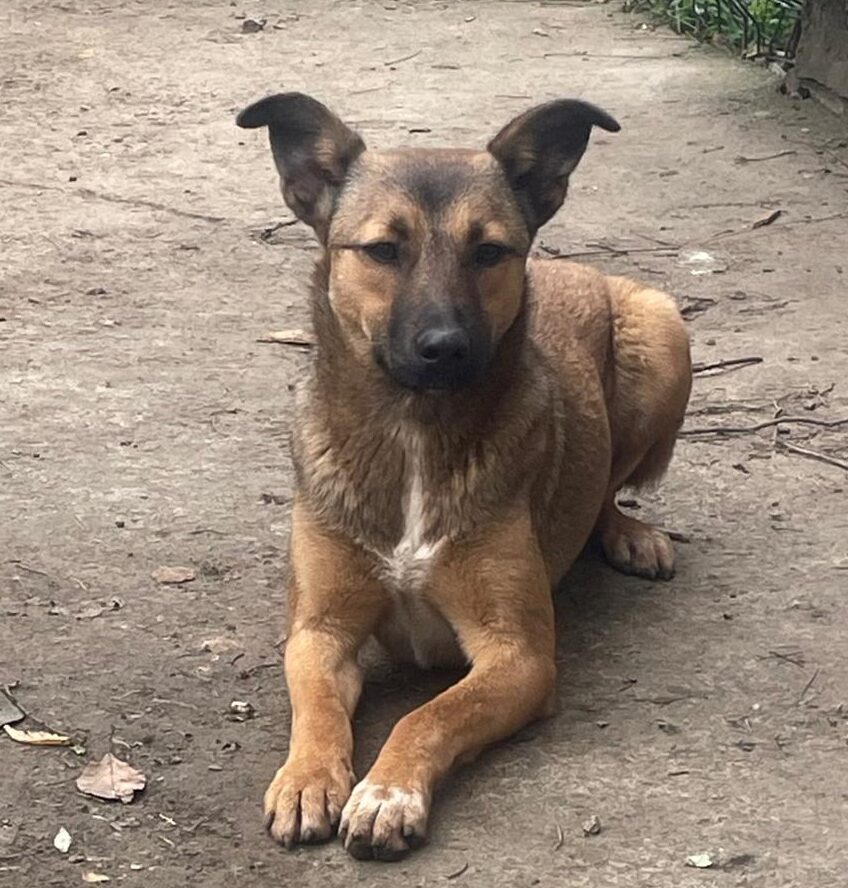 Hündin Selma adoptieren