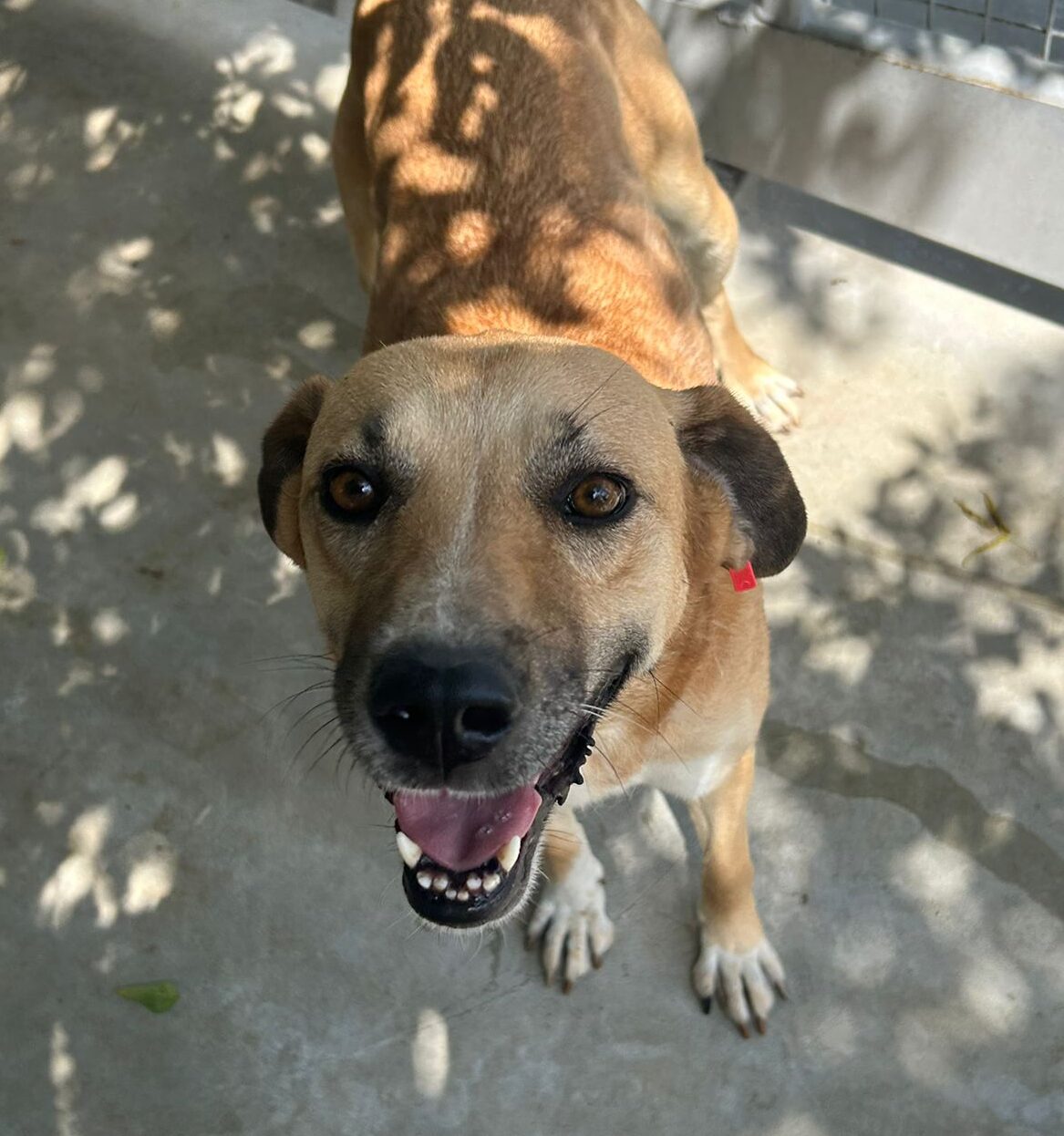 Hündin September adoptieren