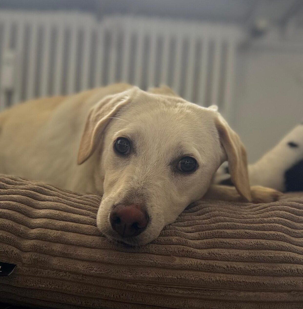 Rüde Gennaio adoptieren