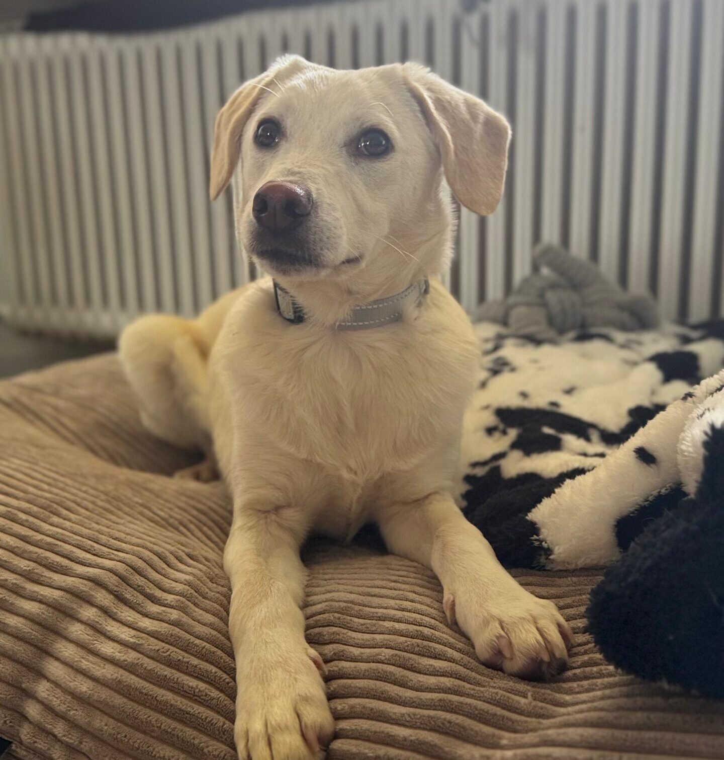 Rüde Gennaio adoptieren