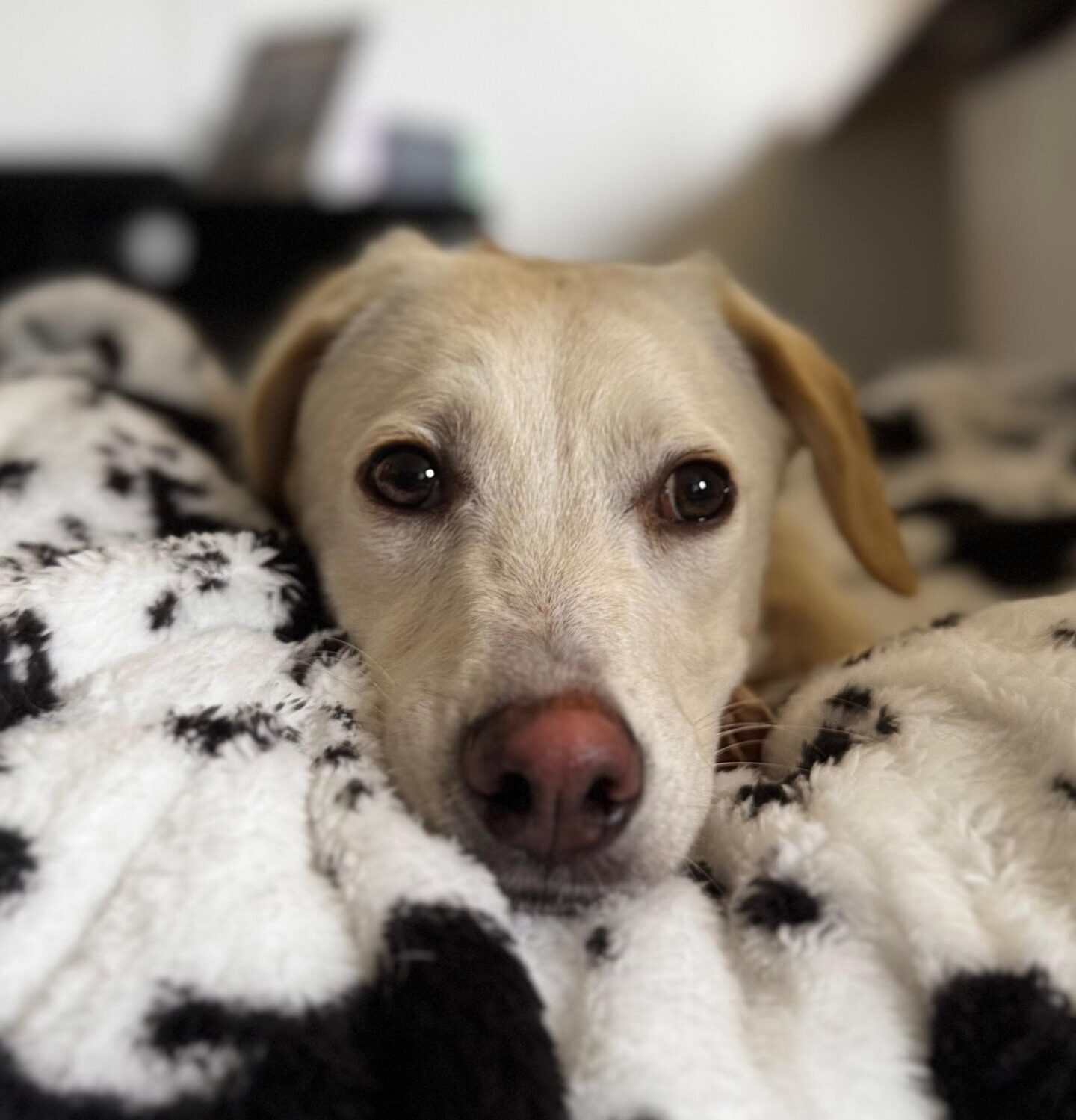 Rüde Gennaio adoptieren