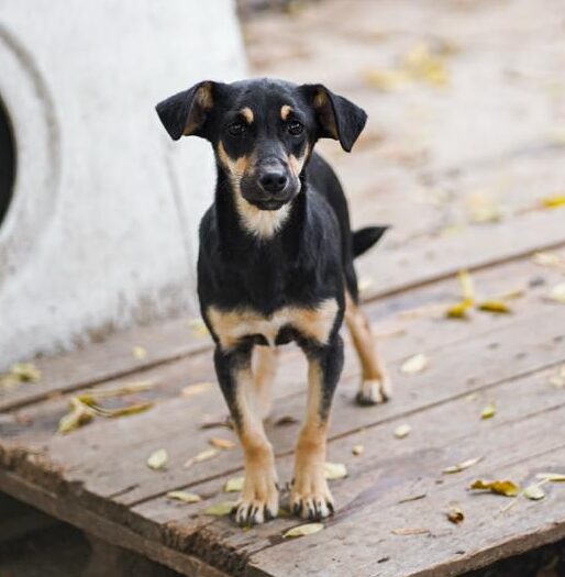 Rüde Matti adoptieren