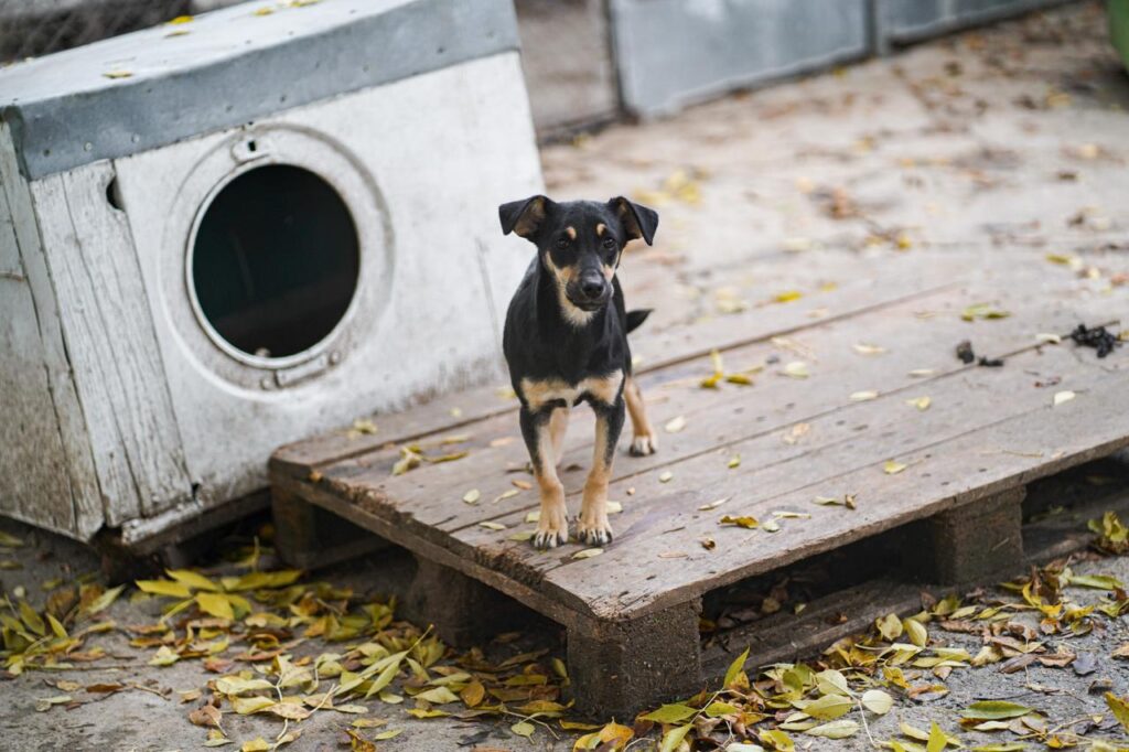 Rüde Matti adoptieren