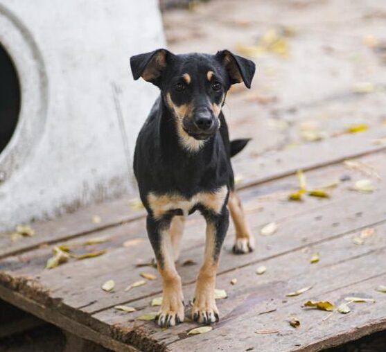 Rüde Matti adoptieren