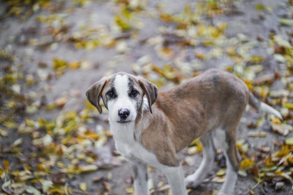 Rüde Summer adoptieren