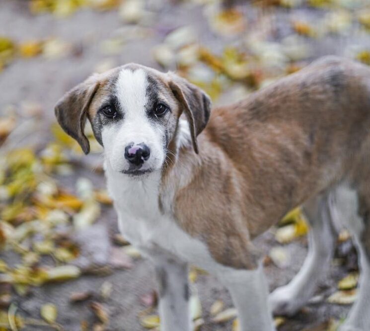 Rüde Summer adoptieren