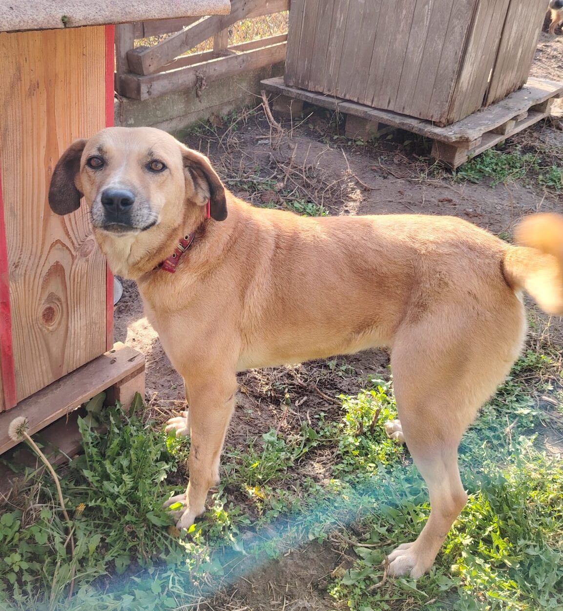 Hündin September adoptieren