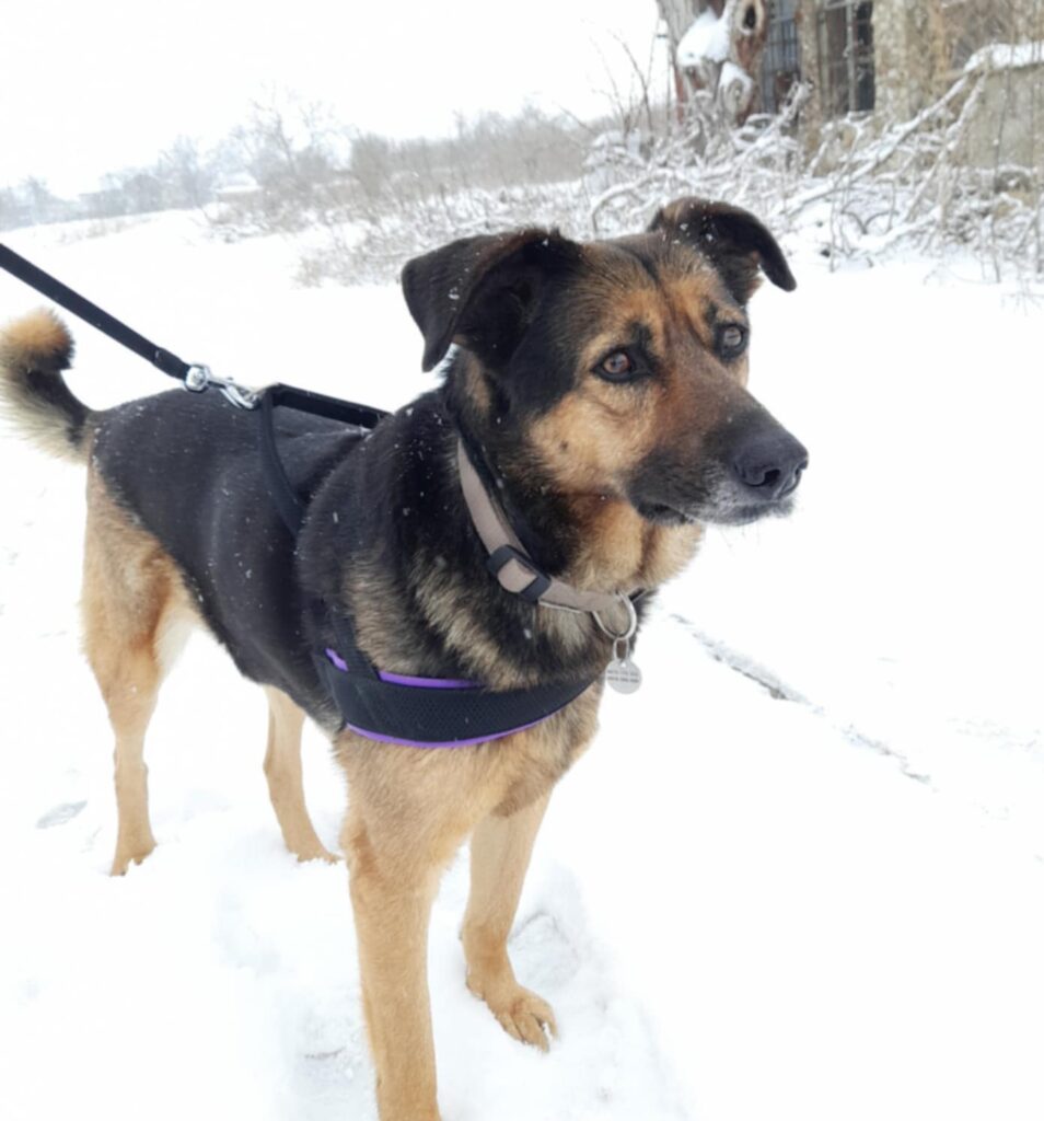 Hündin Bacardi adoptieren