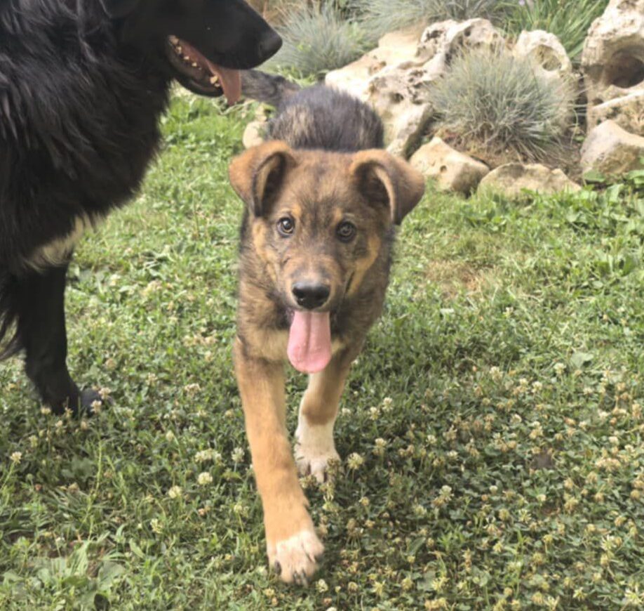 Rüde Pauli adoptieren