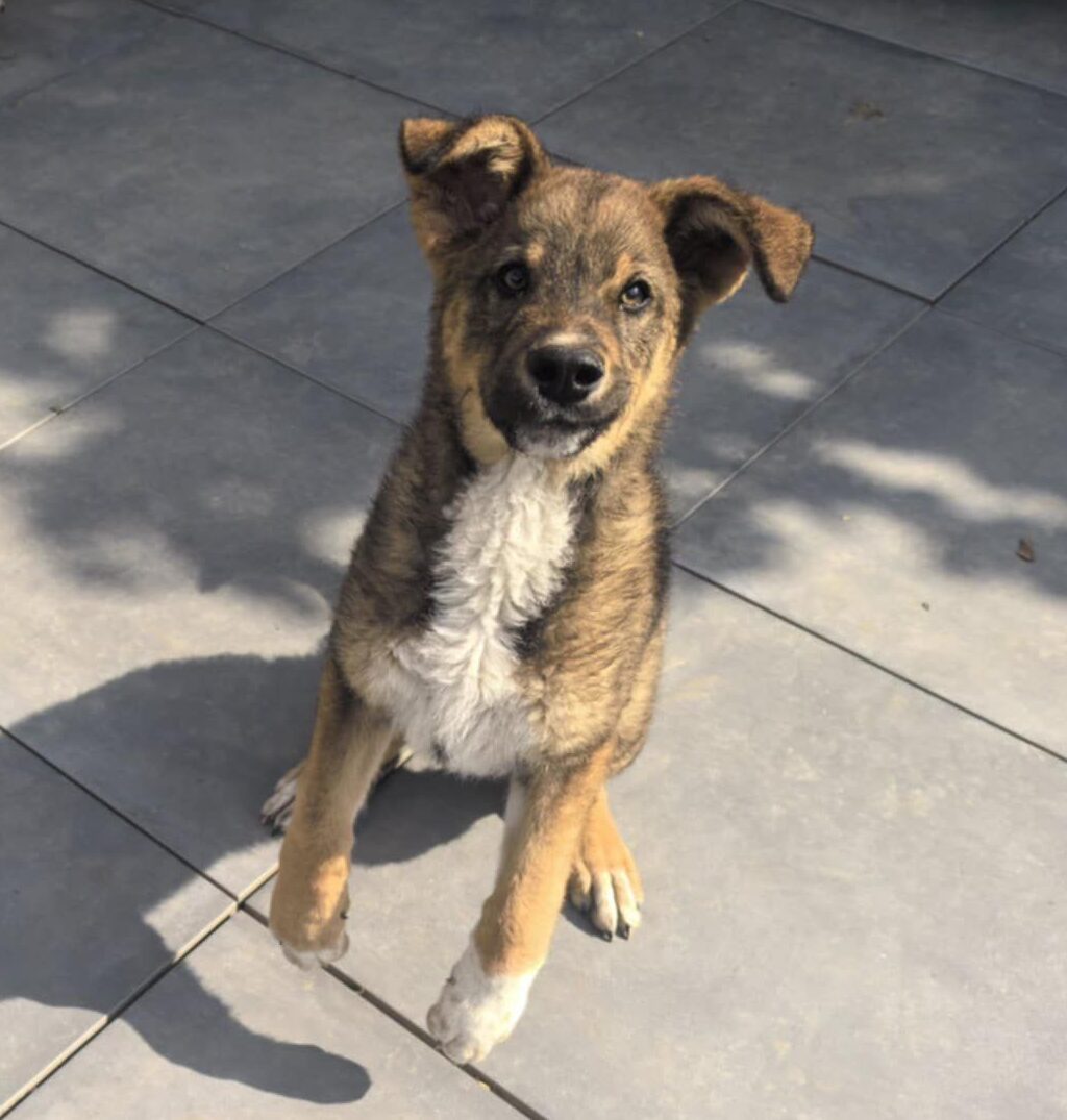 Rüde Pauli adoptieren