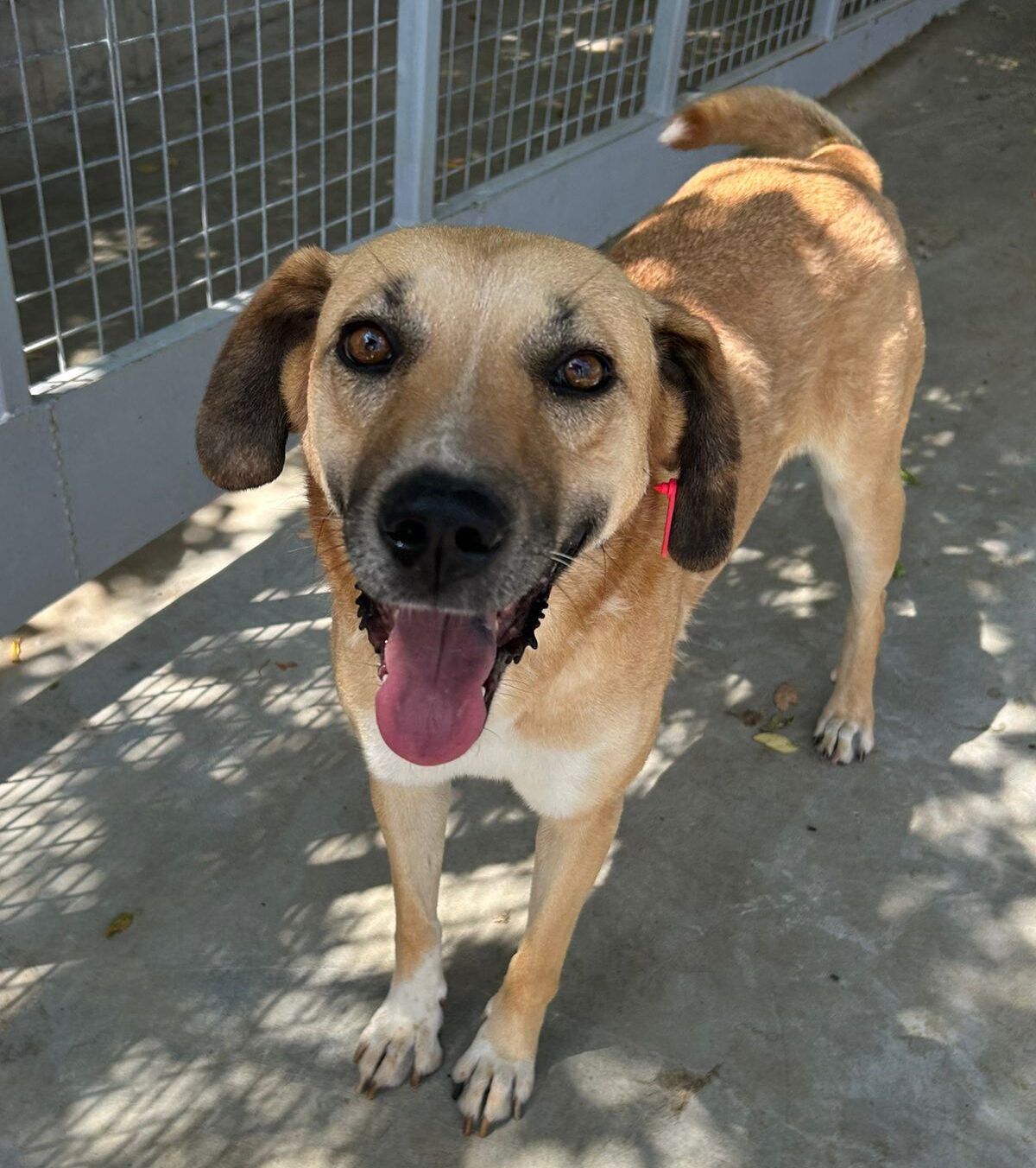 Hündin September adoptieren