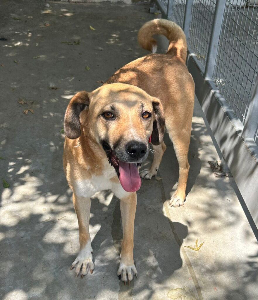 Hündin September adoptieren