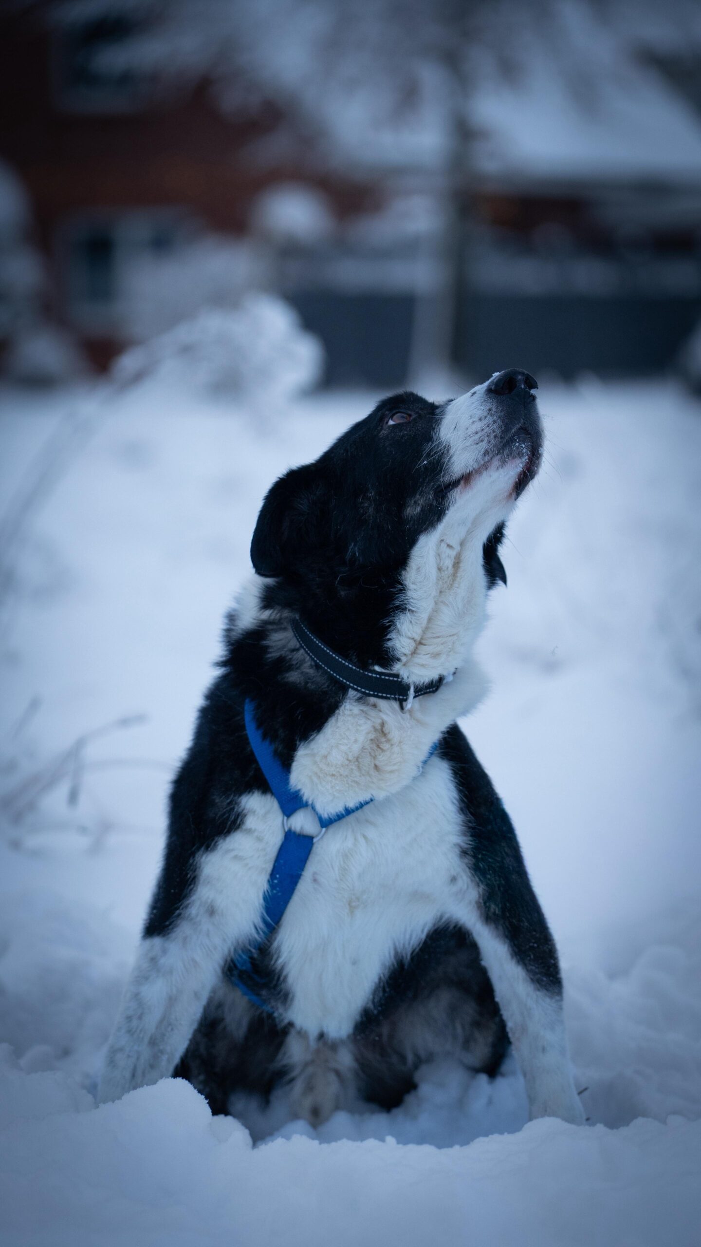 Rüde Michael adoptieren 