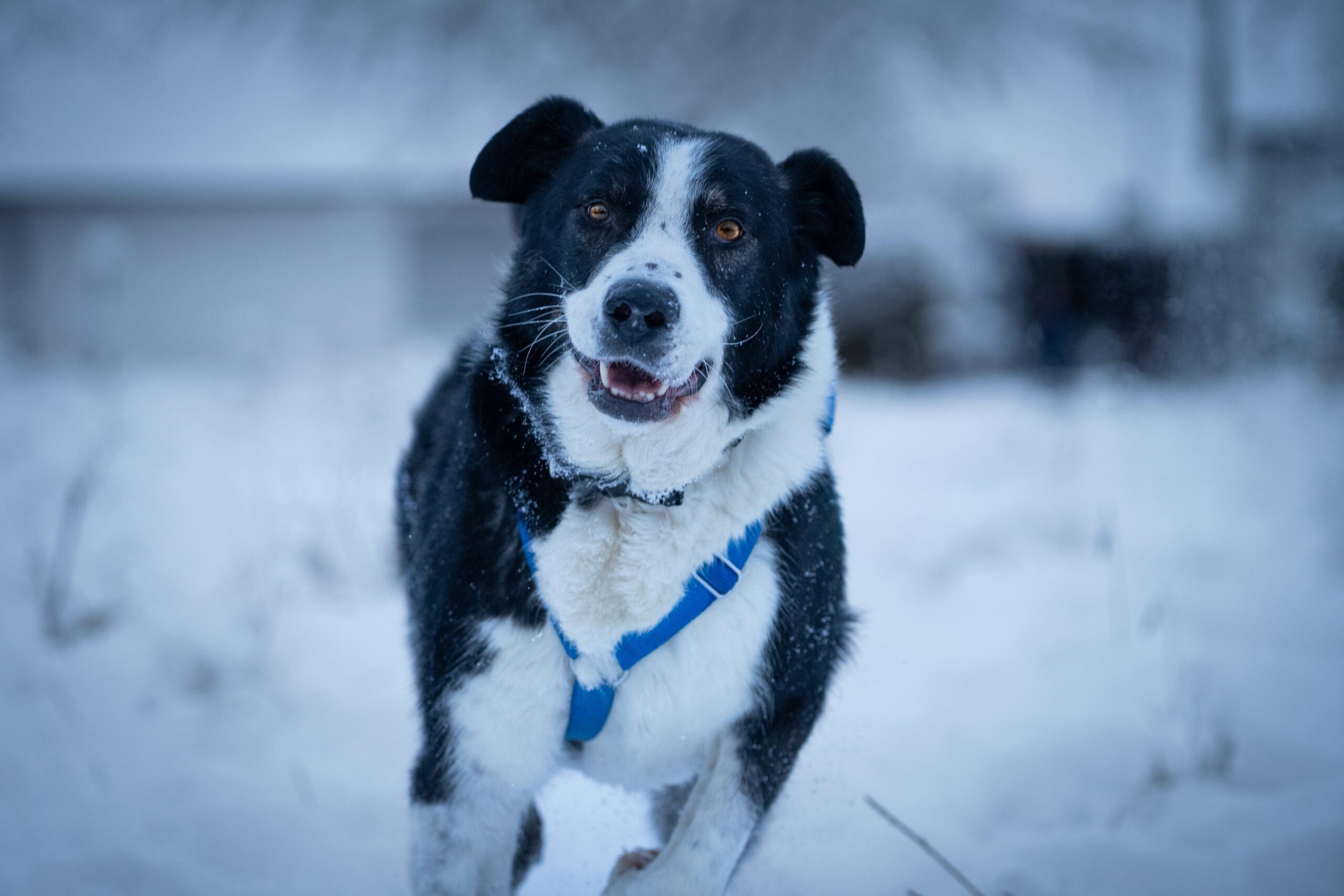 Rüde Michael adoptieren