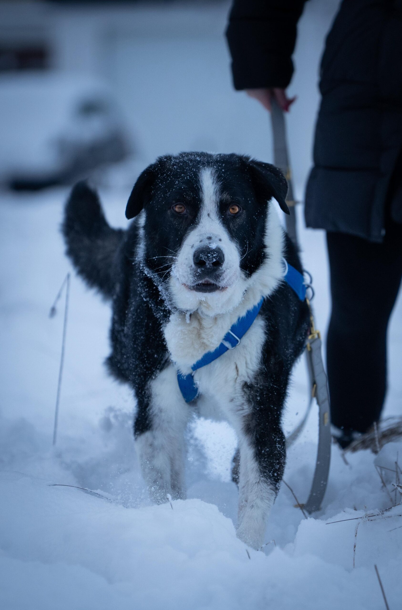 Rüde Michael adoptieren 