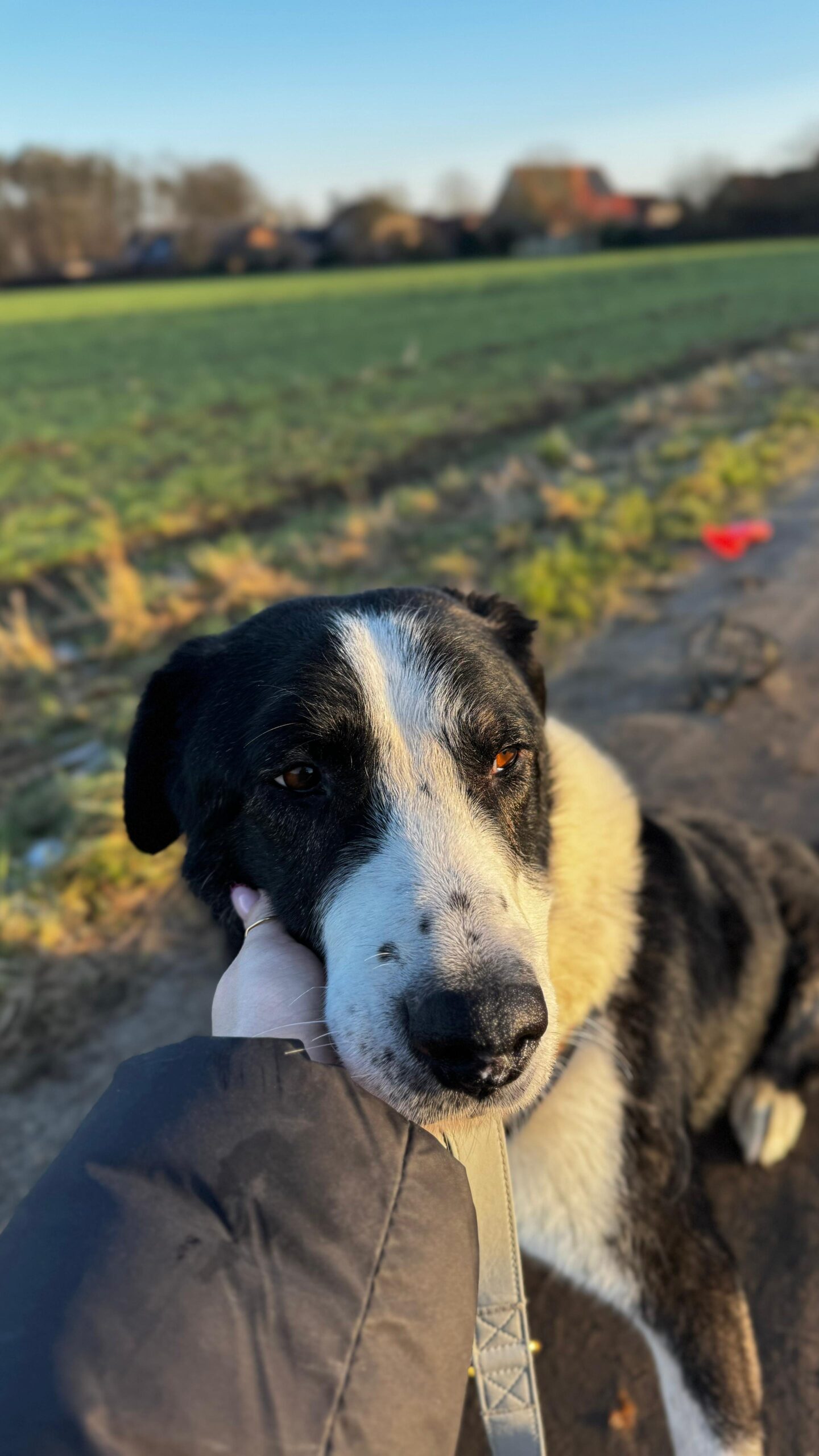 Rüde Michael adoptieren 