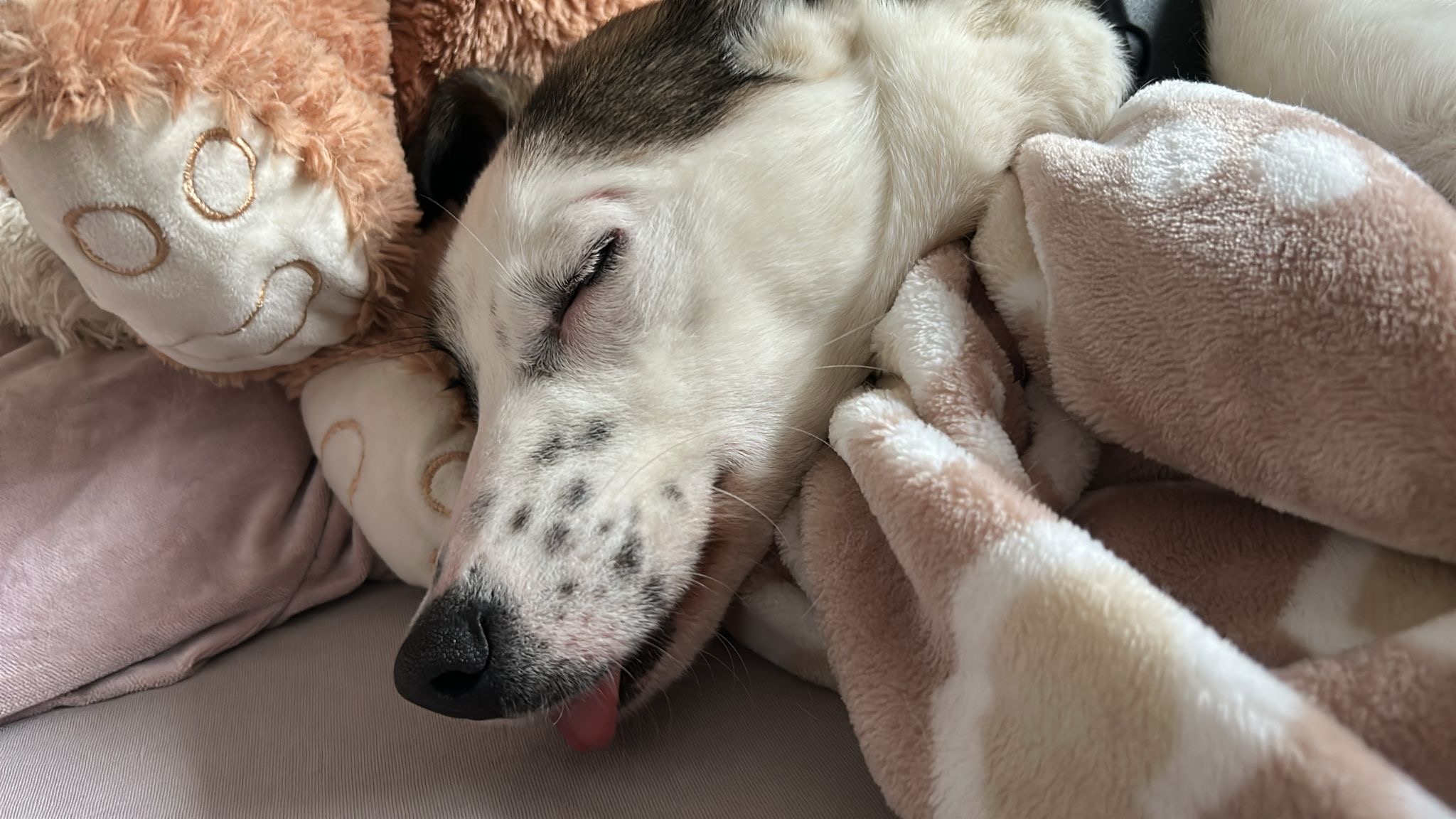 Hündin Zadra adoptieren 