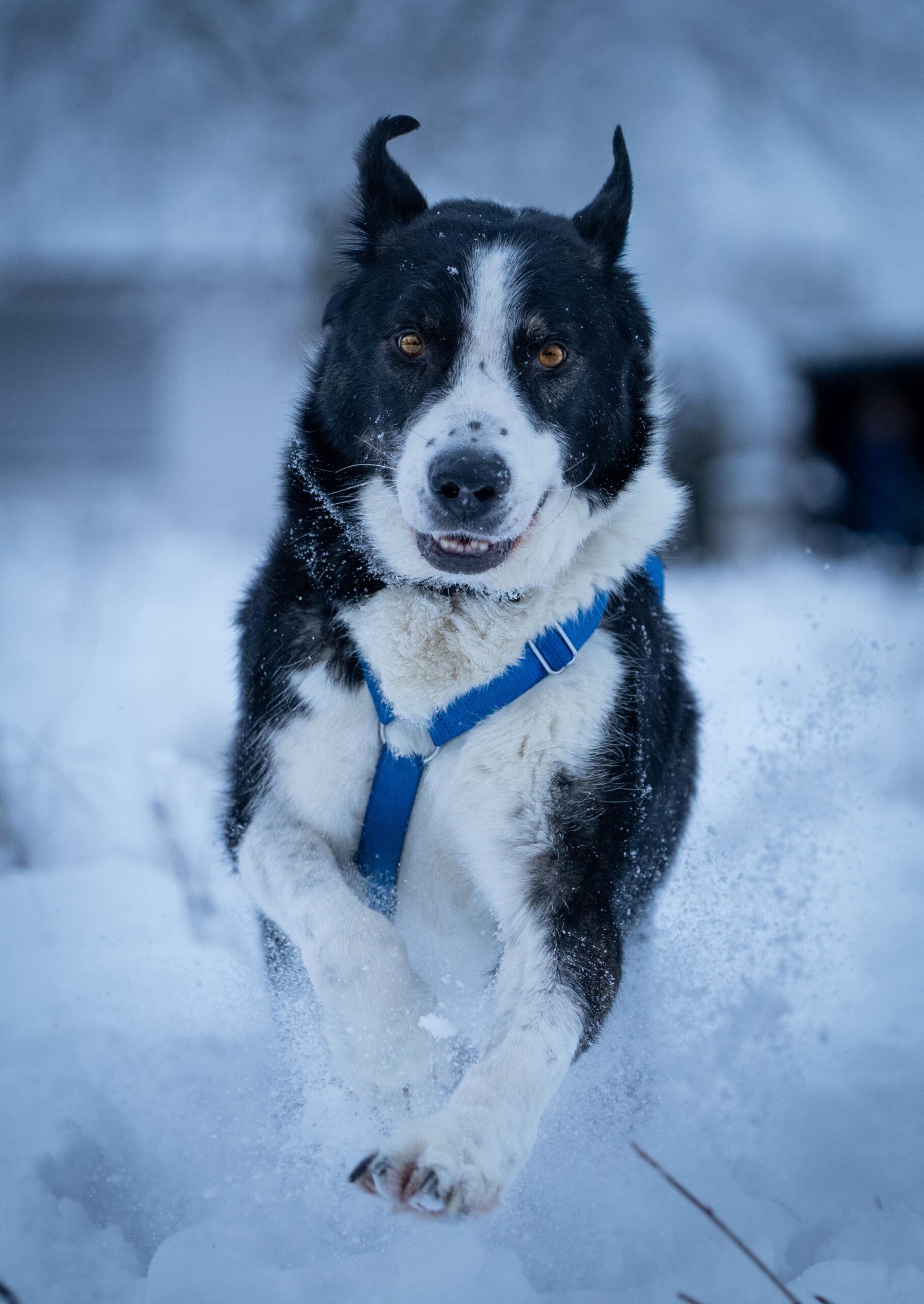 Rüde Michael adoptieren