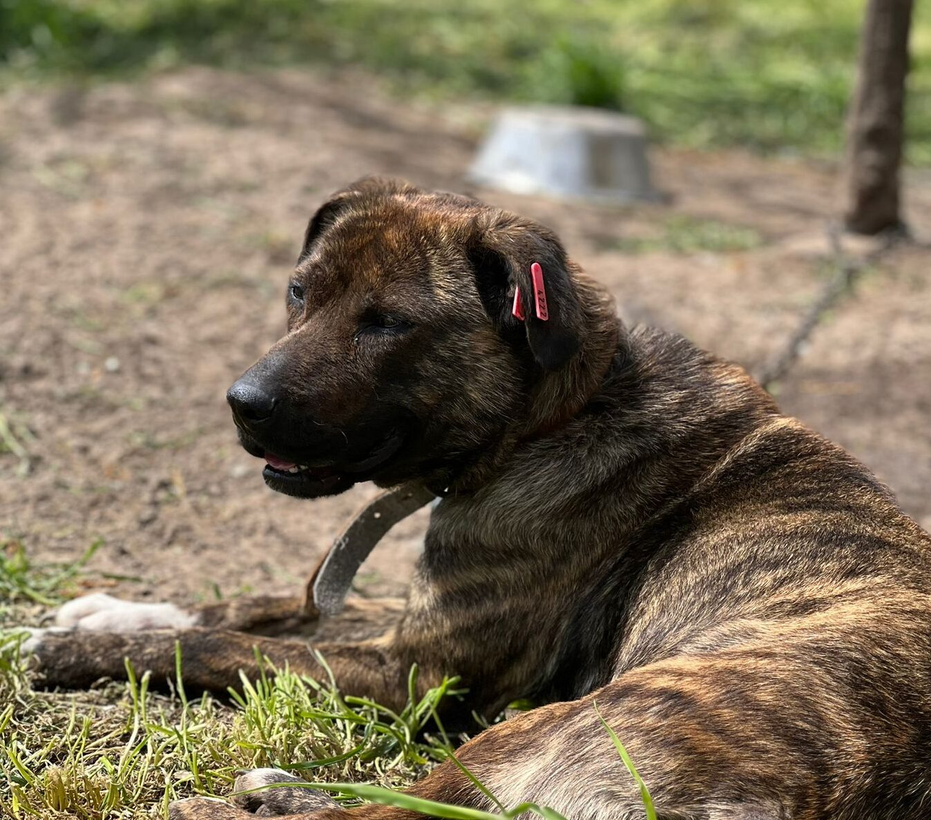 Hündin Valentina adoptieren