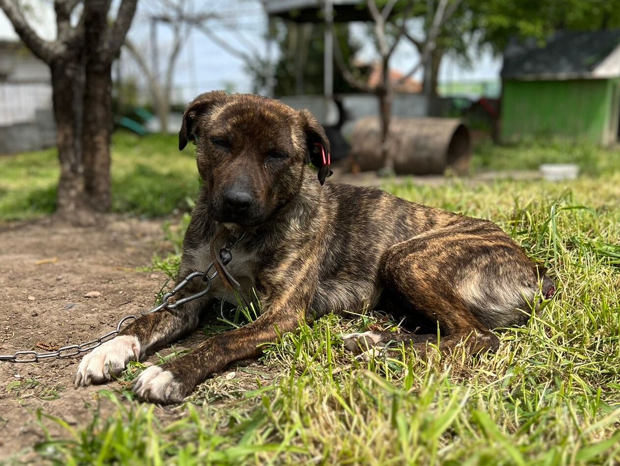 Hündin Valentina adoptieren