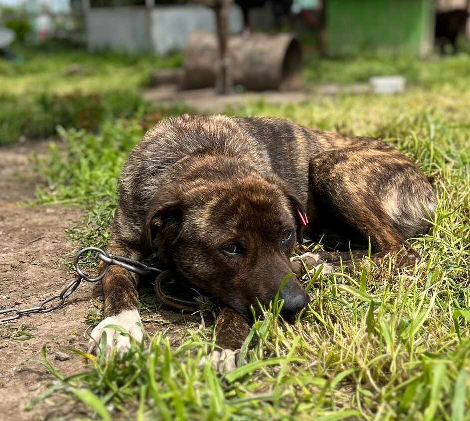 Hündin Valentina adoptieren