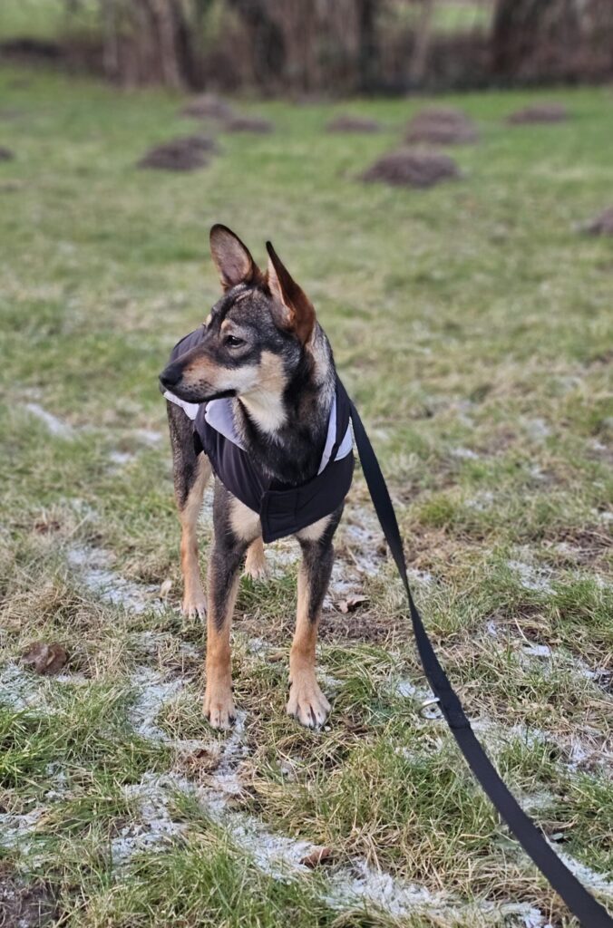 Hündin Flora adoptieren