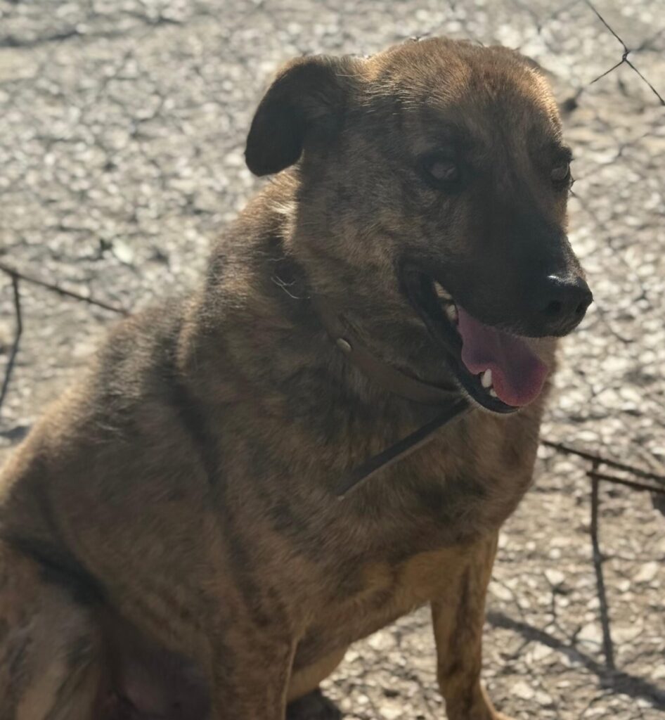 Rüde Tobiko adoptieren