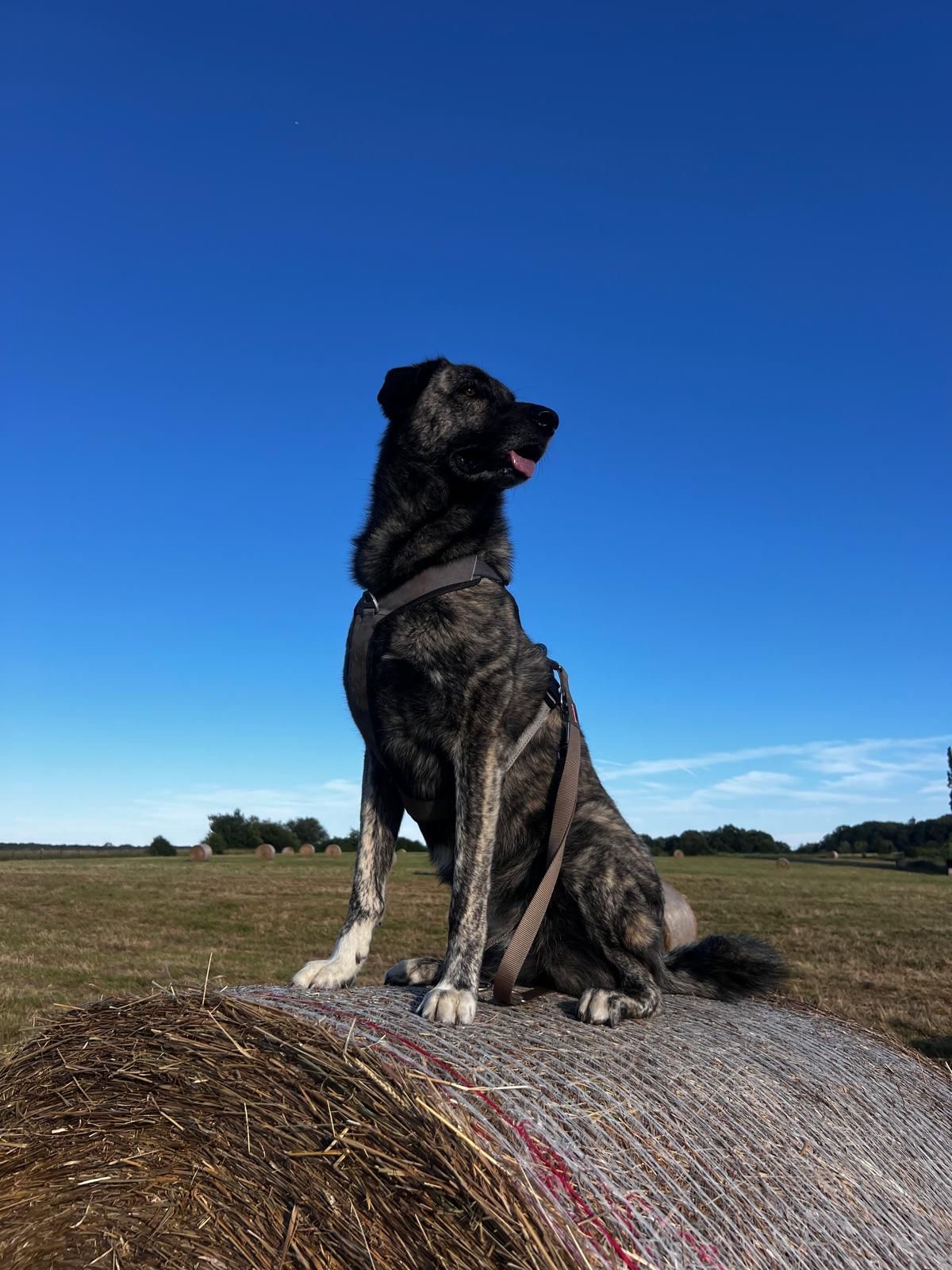 Hündin Lola adoptieren