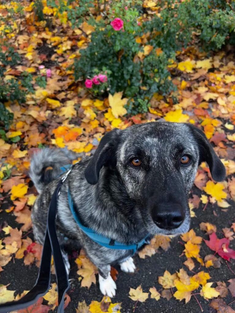 Hündin Lola adoptieren