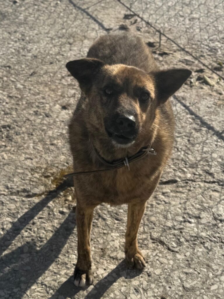 Rüde Tobiko adoptieren