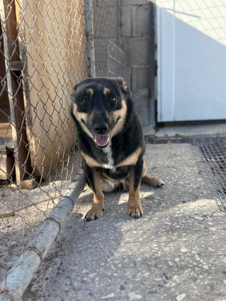 Rüde Hero adoptieren