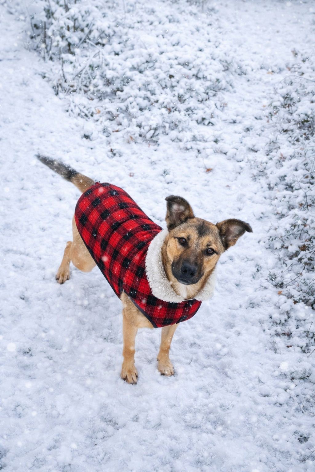 Hündin Selma adoptieren