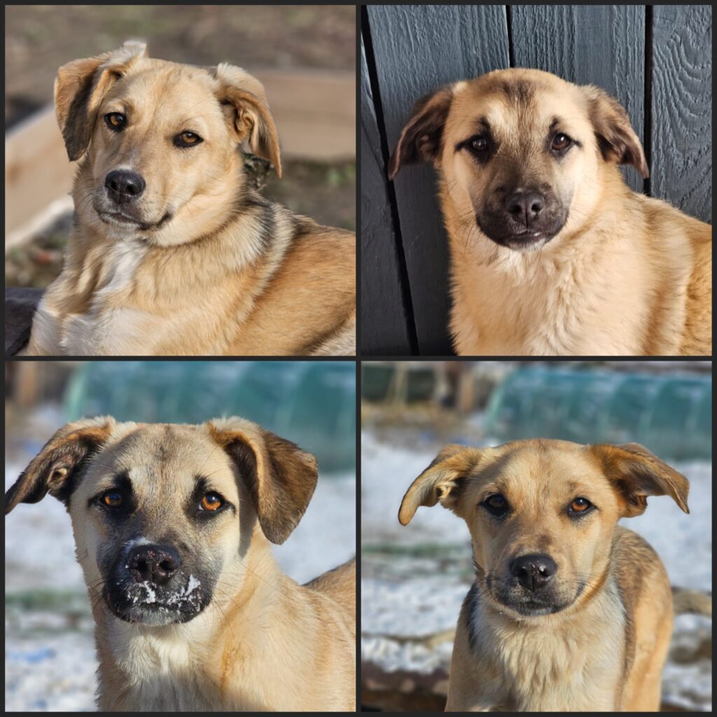 Fina, Serena, Eila, Lari adoptieren