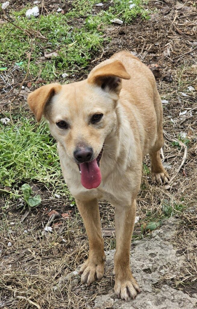 Rüde Jax adoptieren