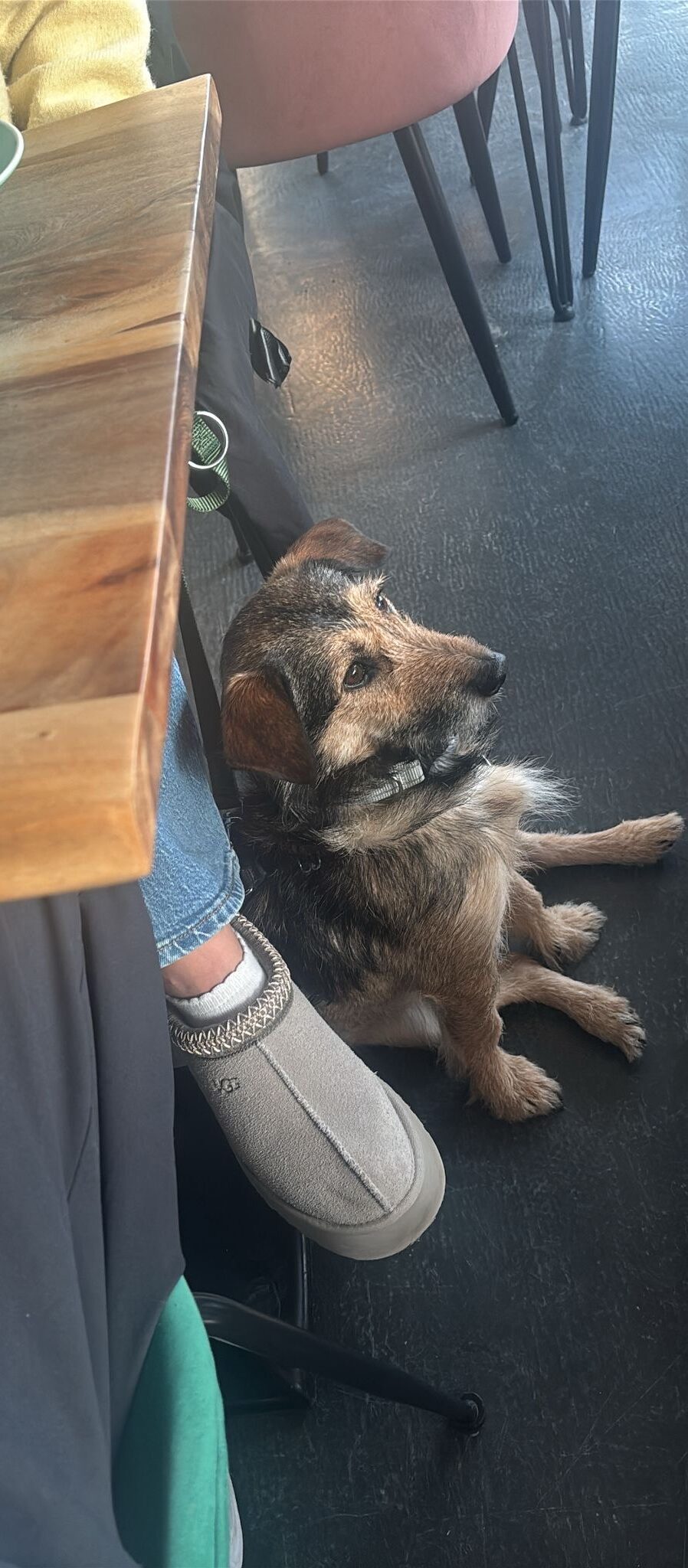 Rüde Loopi adoptieren