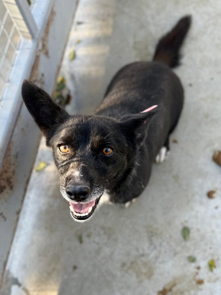 Rüde Scar adoptieren