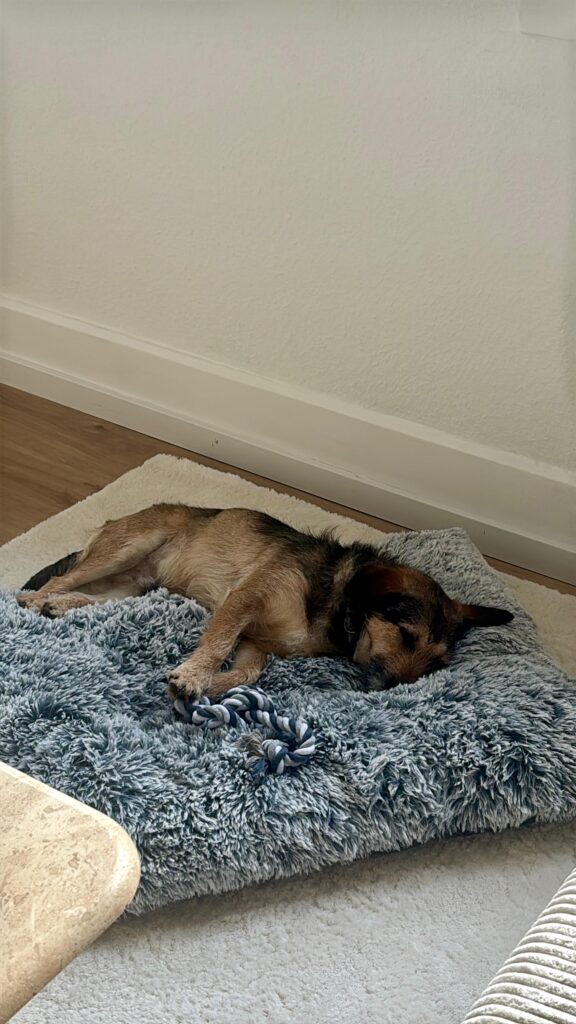 Rüde Loopi adoptieren