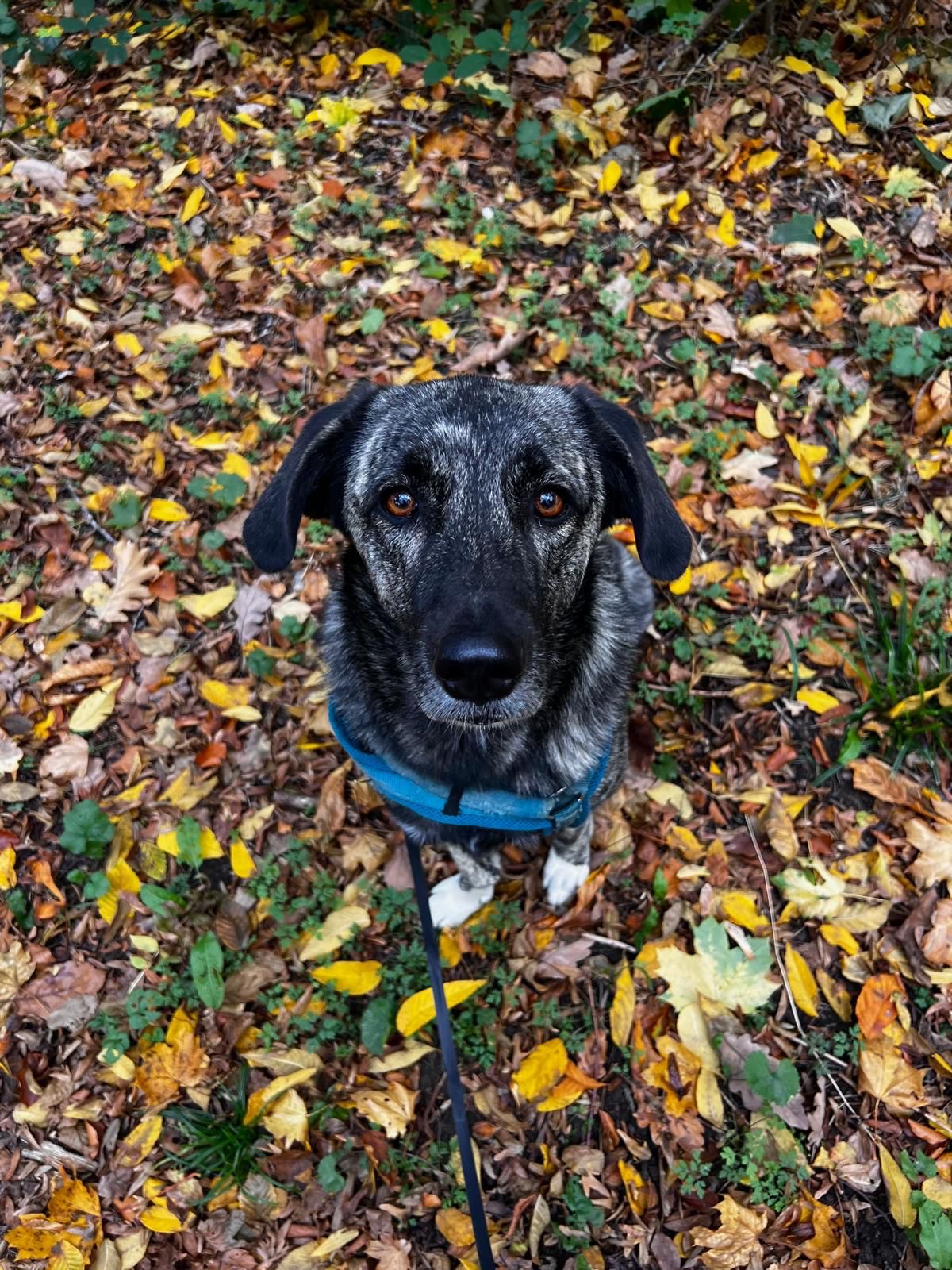 Hündin Lola adoptieren