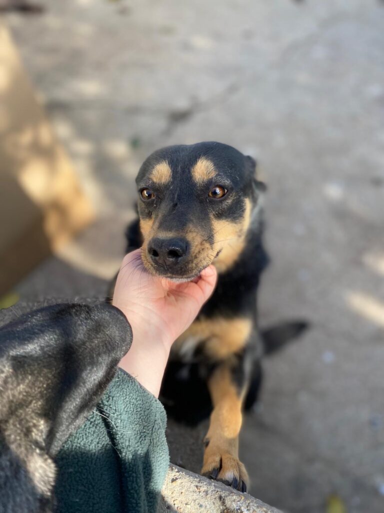 Hündin Dari adoptieren