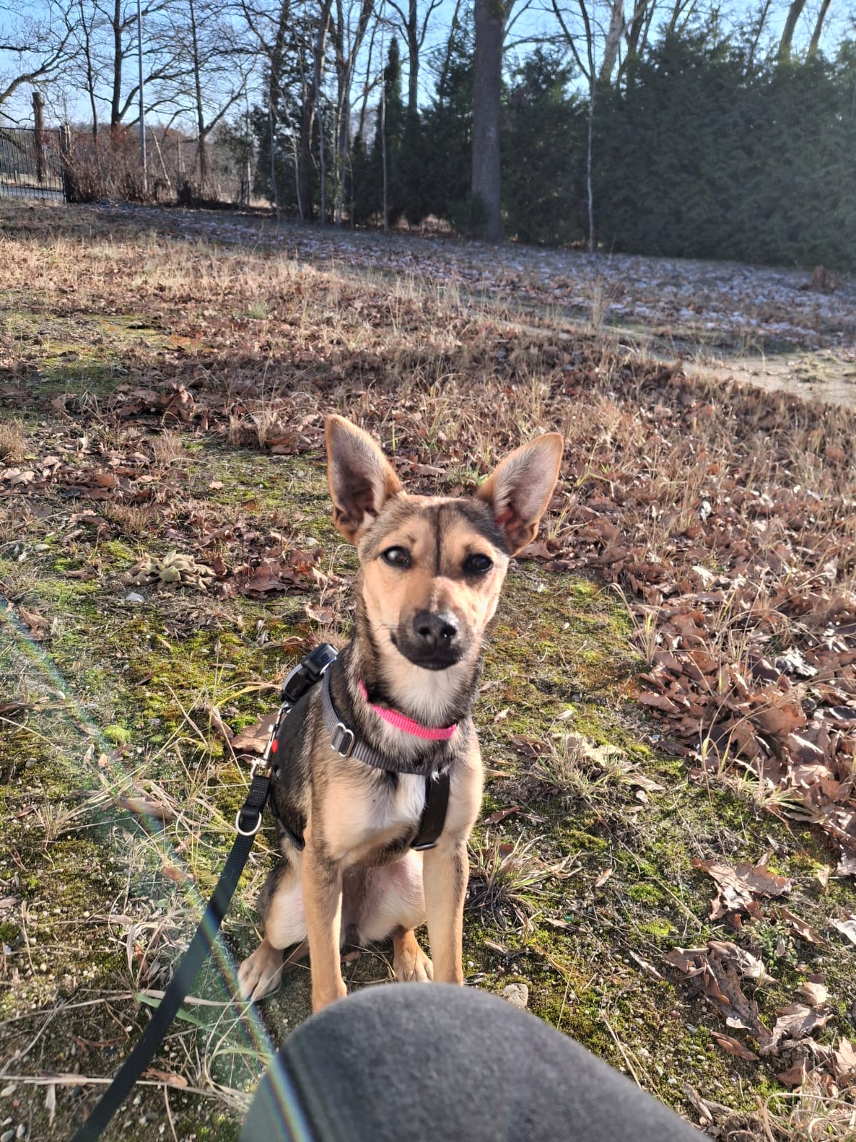 Adoptiere Hündin Twinky