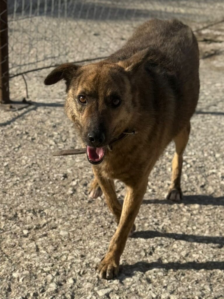 Rüde Tobiko adoptieren