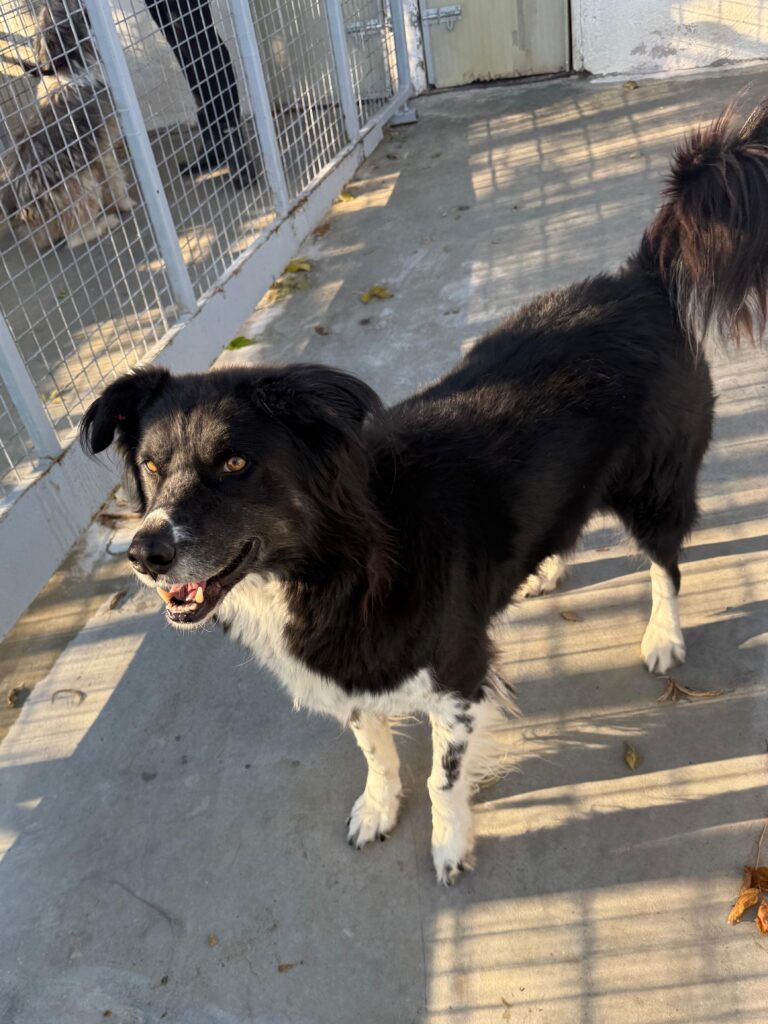 Rüde Tommy adoptieren