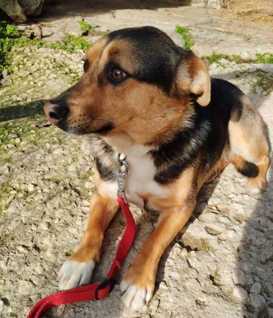 Hündin Nerina adoptieren