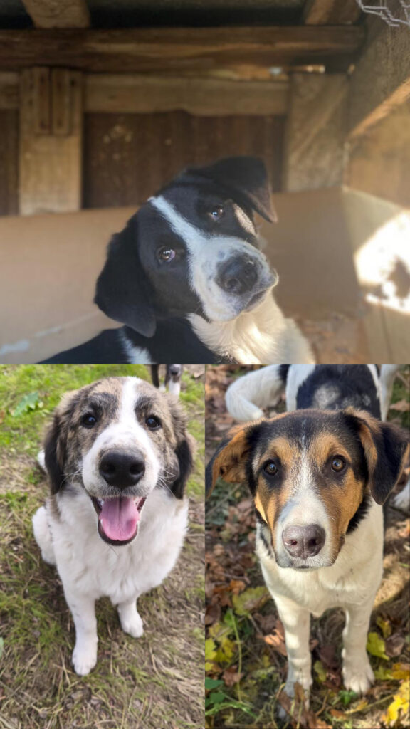 Augustus, Julio, June adoptieren