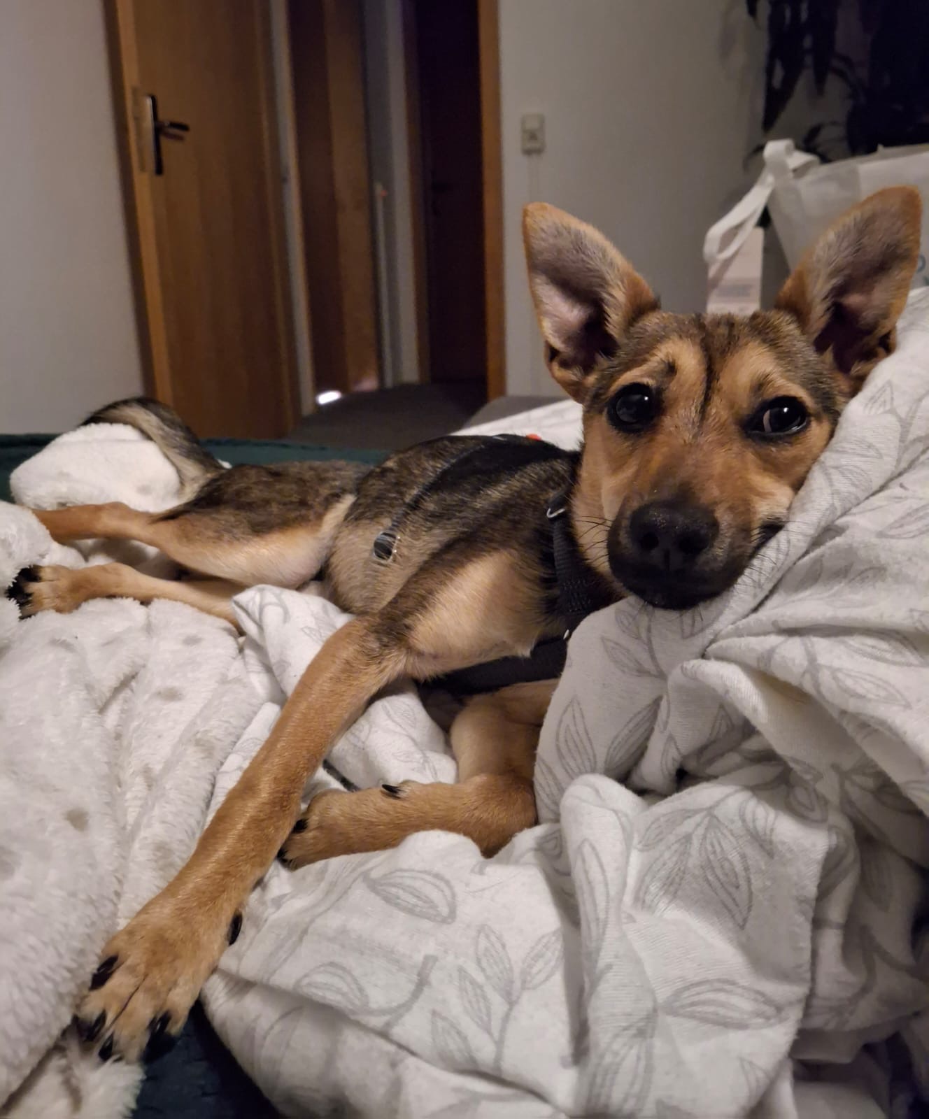 Adoptiere Hündin Twinky