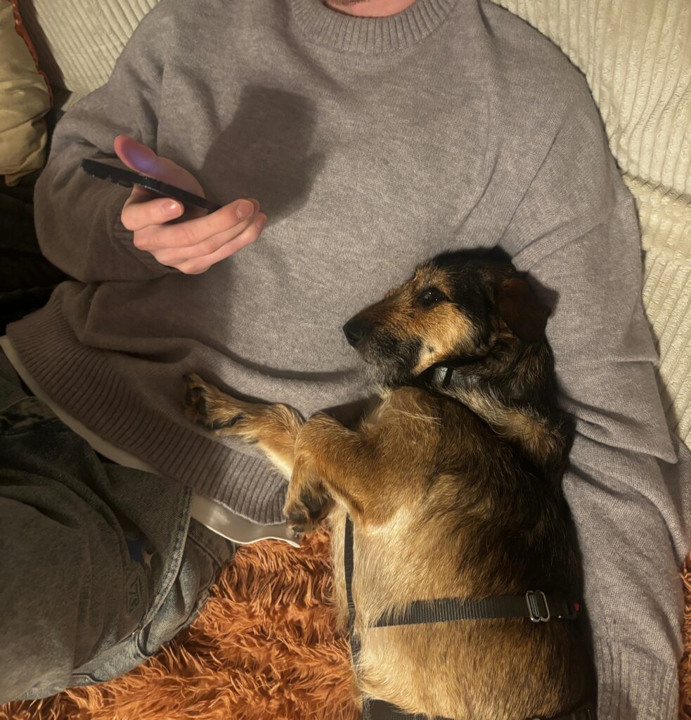 Rüde Loopi adoptieren