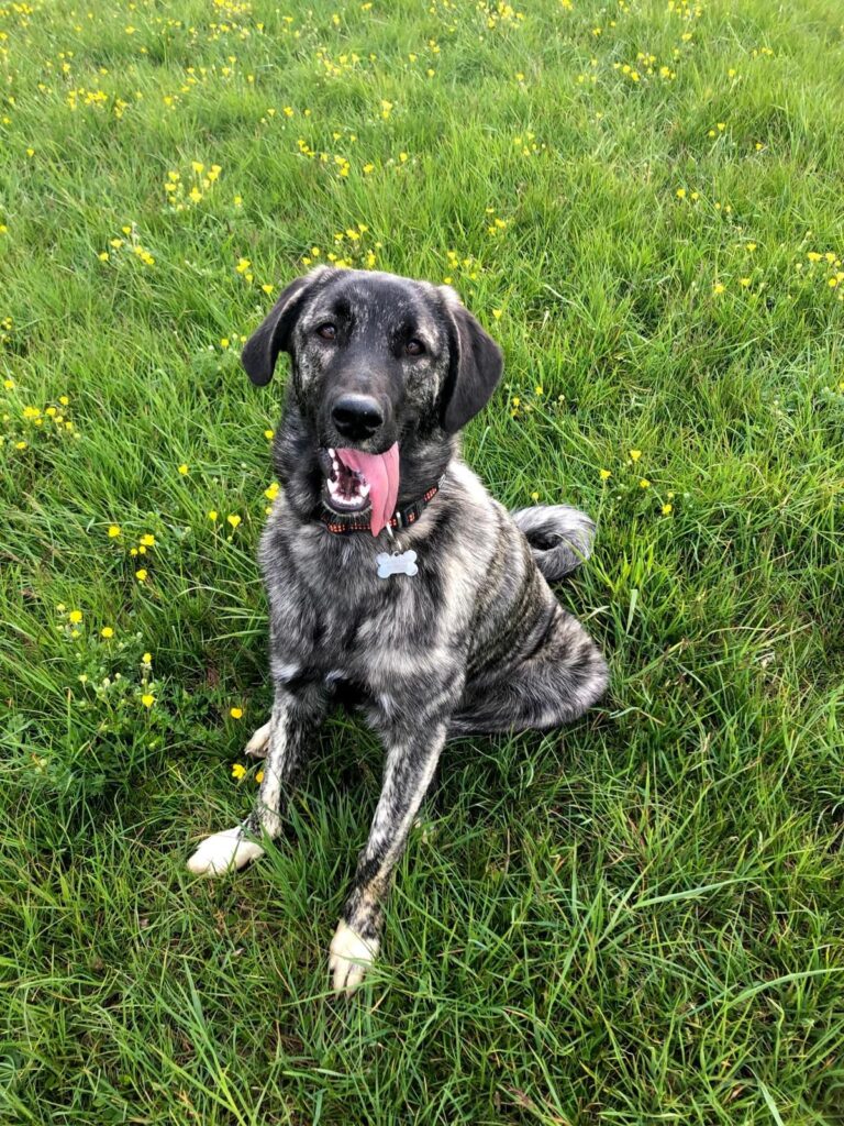 Hündin Lola adoptieren