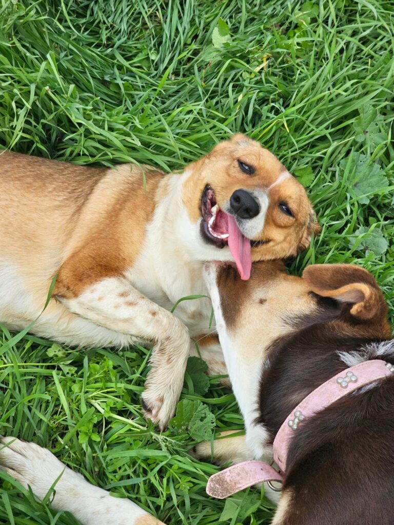 Hündin Kira adoptieren