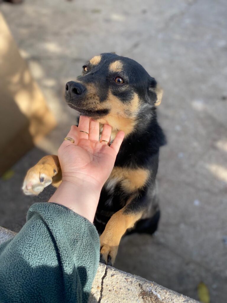 Hündin Dari adoptieren