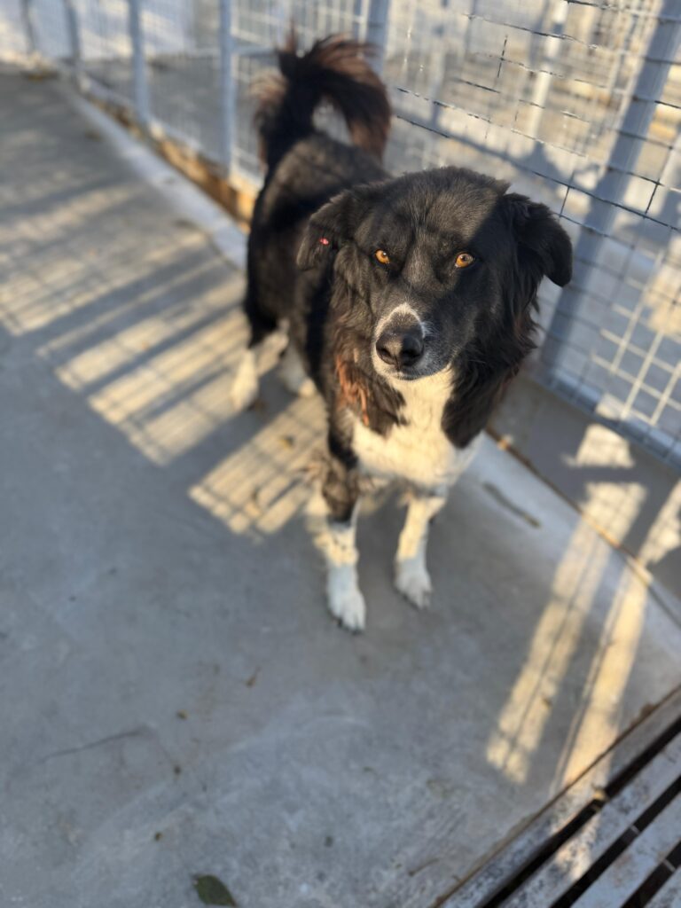 Rüde Tommy adoptieren